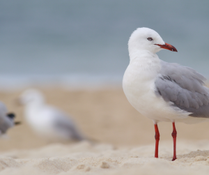 Seagulls