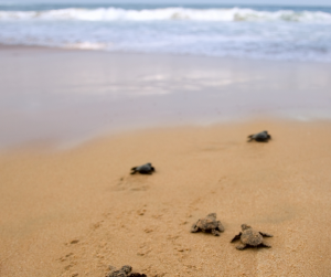 Loggerhead Sea Turtles