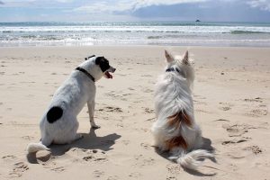 dog-on-beach-fripp-island